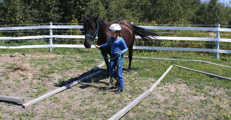 lucru cu calul la sol scoala batesaua